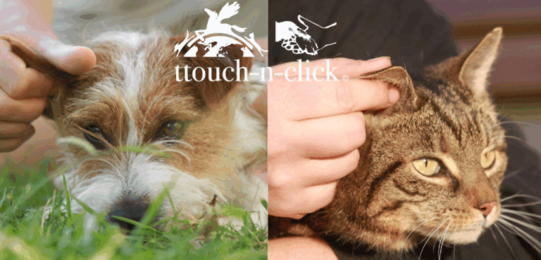 Hund und Katze mit Trainerin bei der Tellington TTouch® Hunde- und Katzentrainer Ausbildung